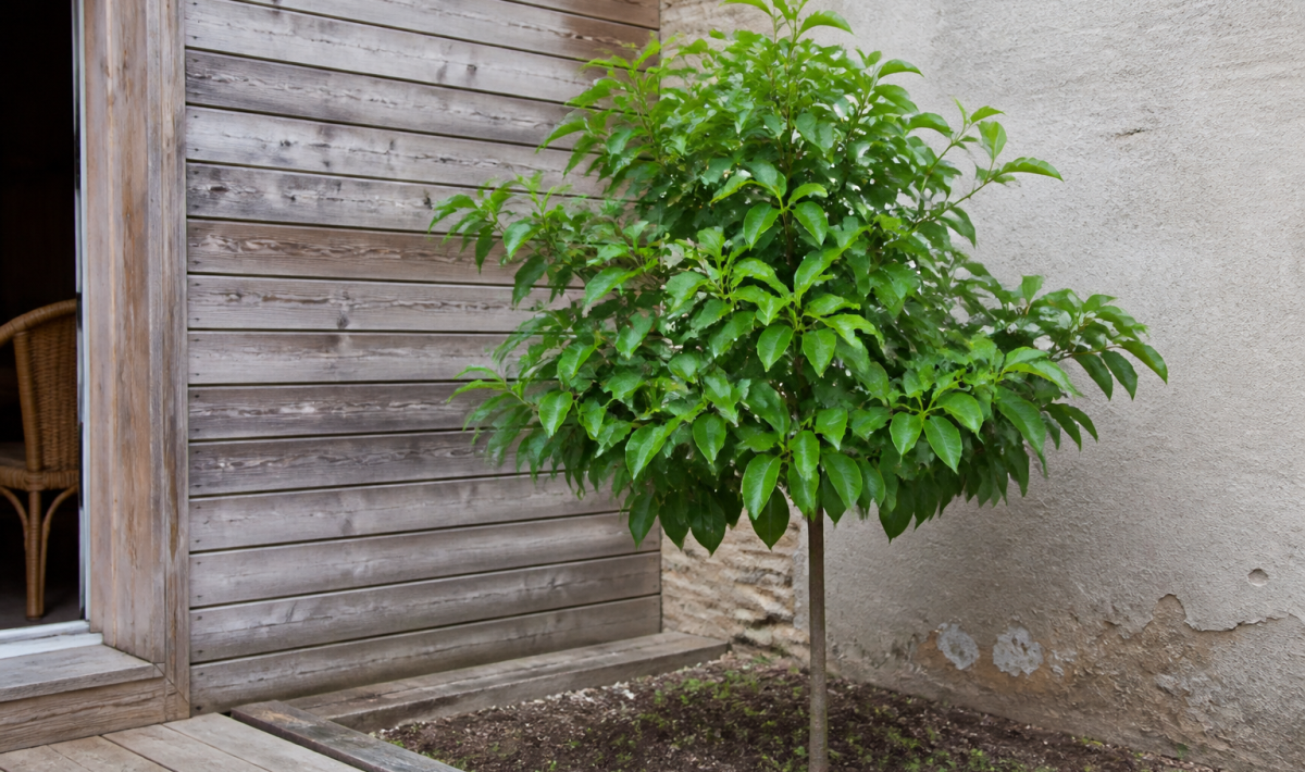 Jeune arbre feuille dense planté dans petit espace jardin