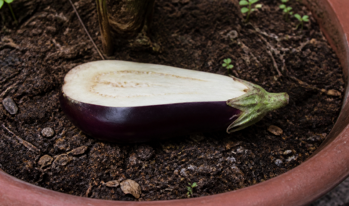 Moitie aubergine fraiche posee horizontalement sur terre humide en pot