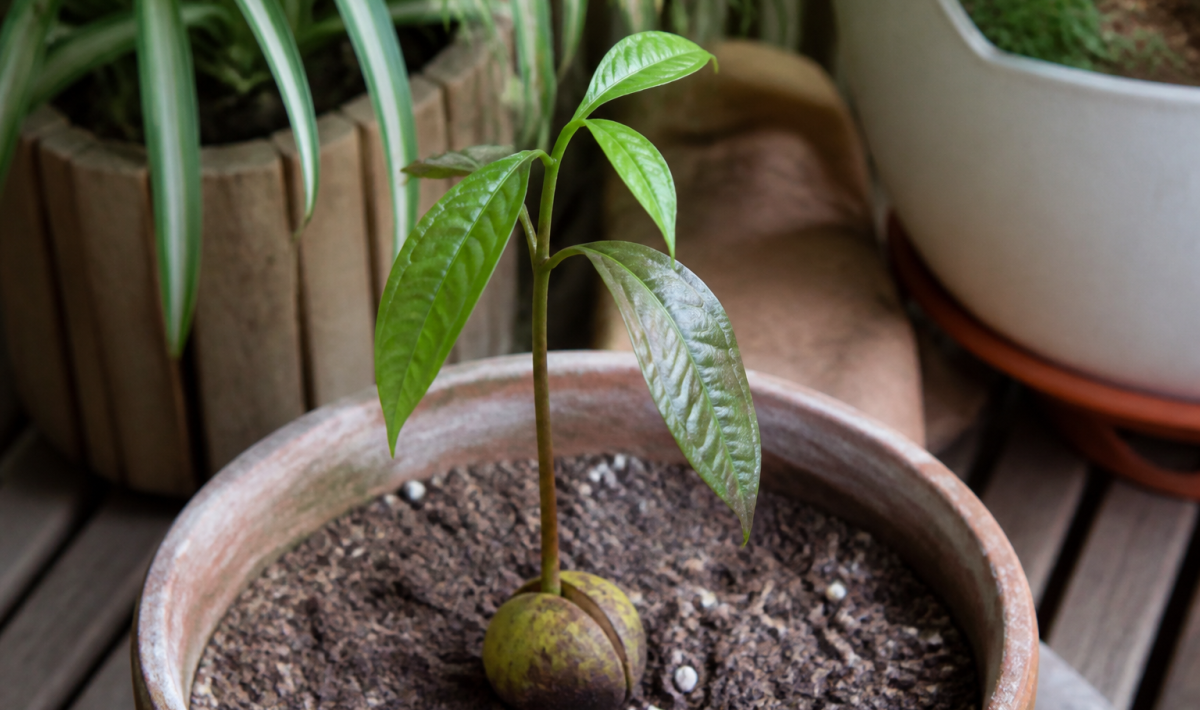 Jeune plant d'avocat enracine dans pot rempli terreau