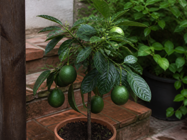 Jeune avocatier en pot avec fruits verts pendant croissance