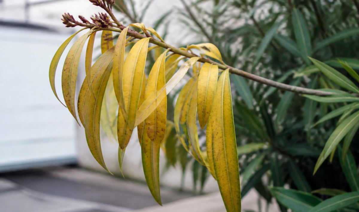 Branche laurier rose aux feuilles jaunes pendantes