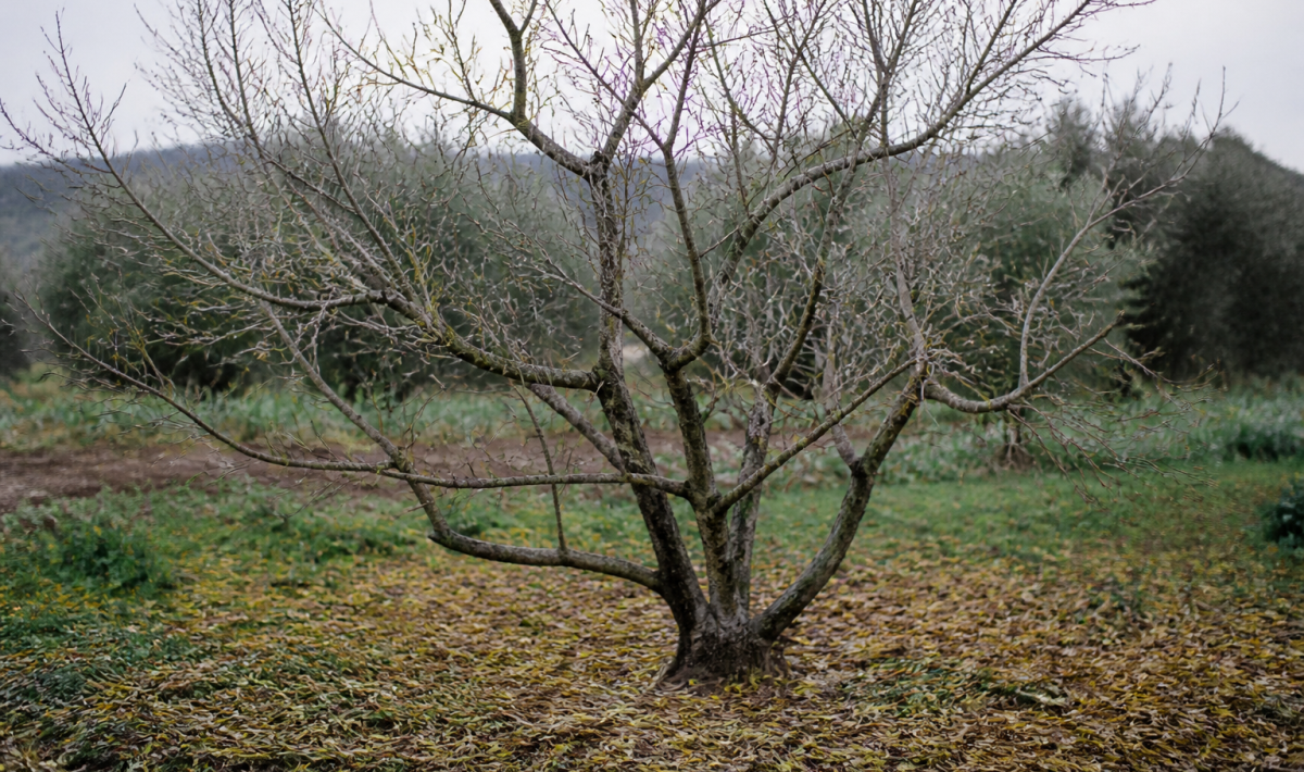 Olivier aux branches denudees avec feuilles tombees au sol