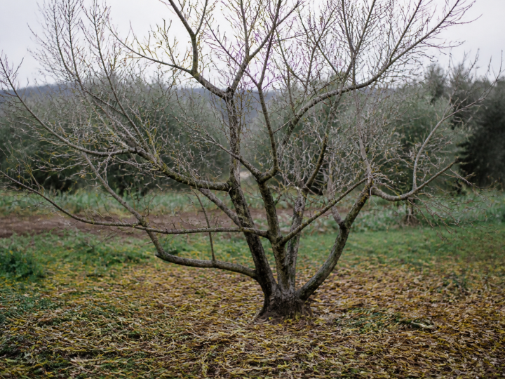 Olivier aux branches denudees avec feuilles tombees au sol