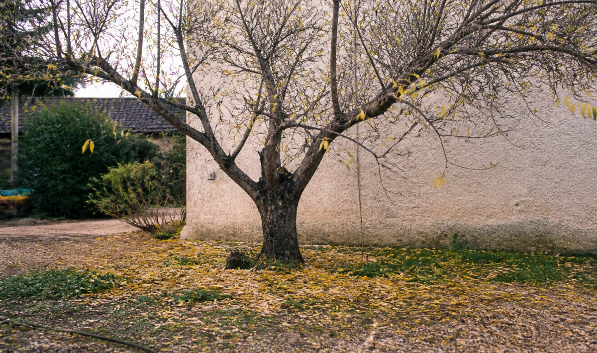 Olivier aux branches denudees perdant ses feuilles jaunes au sol