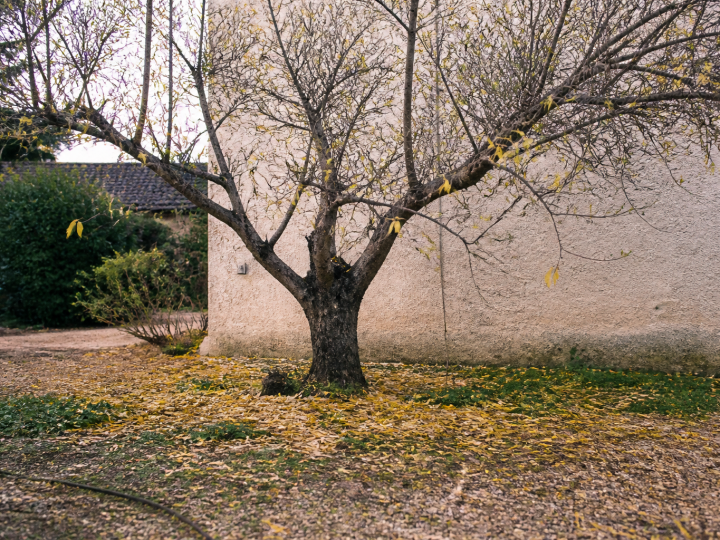 Olivier aux branches denudees perdant ses feuilles jaunes au sol