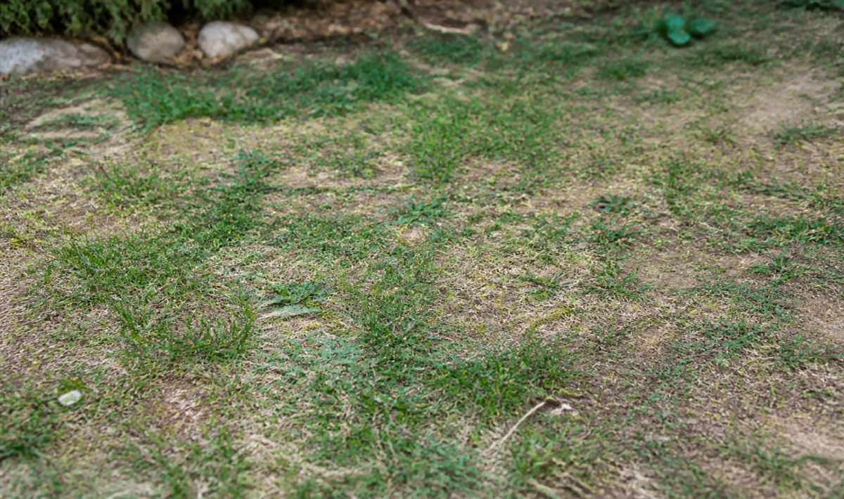 Pelouse clairsemee avec zones brunes et herbe peu dense au sol