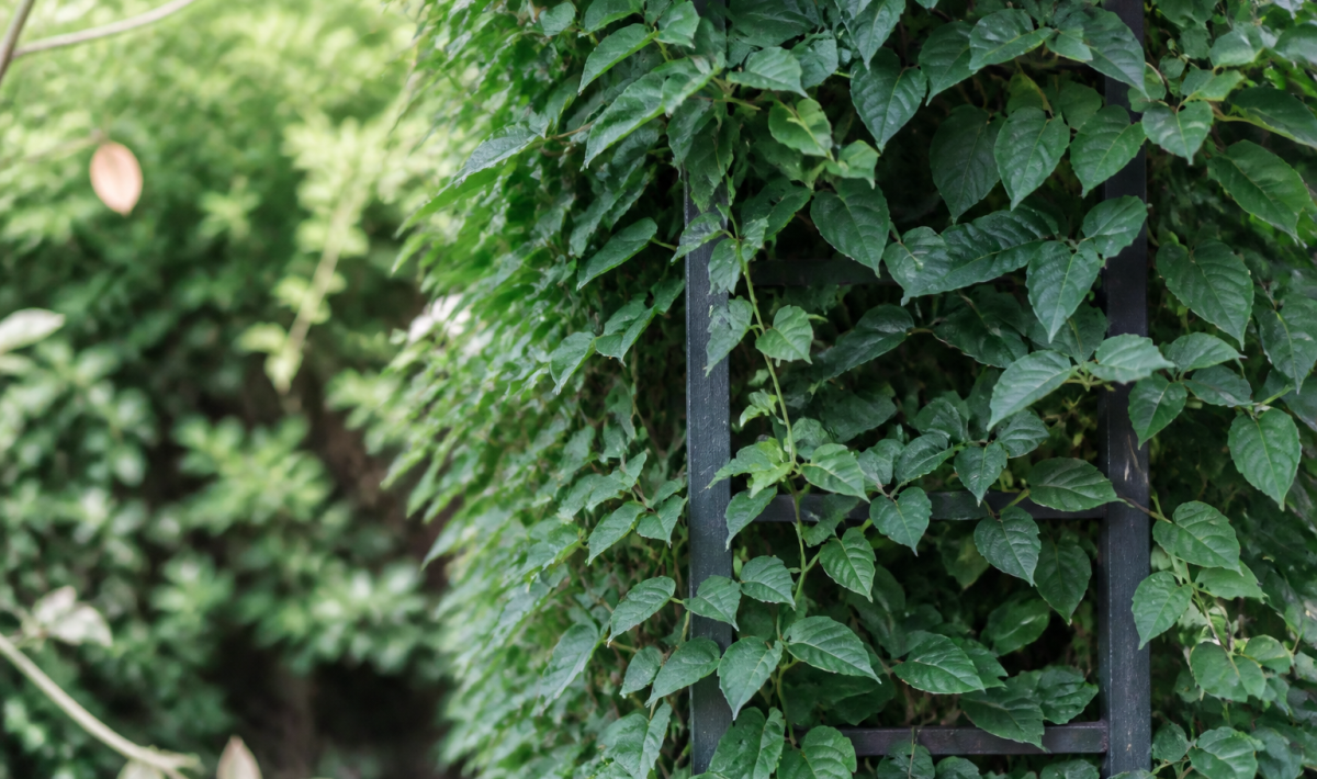 Feuillage vert dense grimpant le long d'un treillis vertical