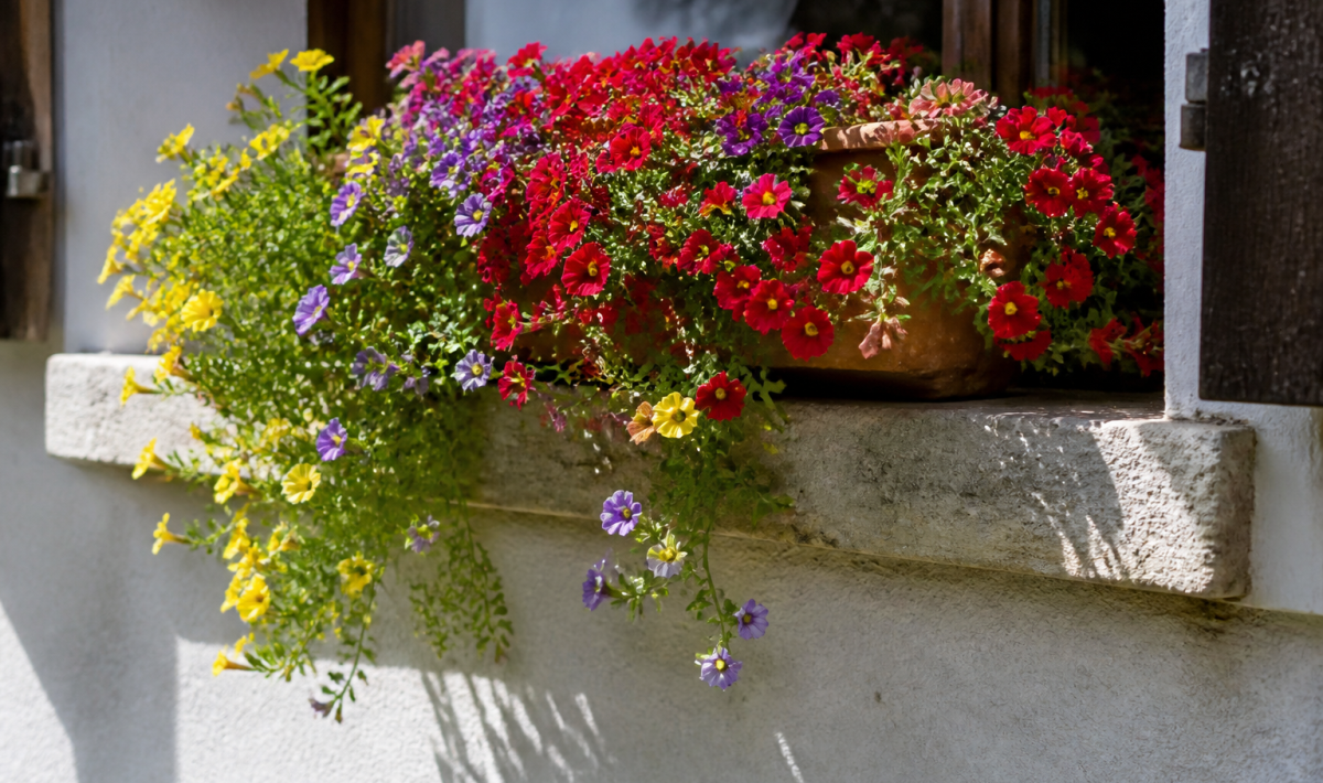 Fleurs cascadantes coulant d'une jardiniere en plein soleil