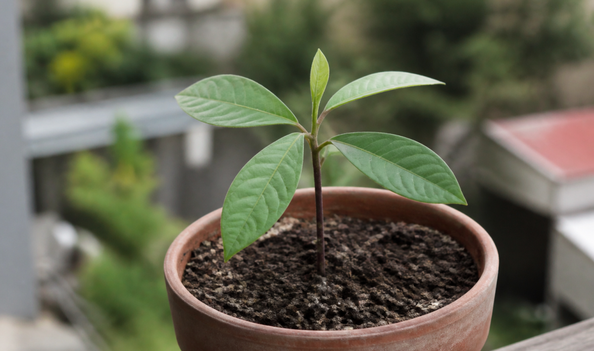 Jeune plant d'avocat enracine dans pot de terre brun