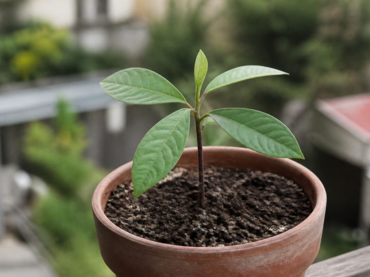 Jeune plant d'avocat enracine dans pot de terre brun