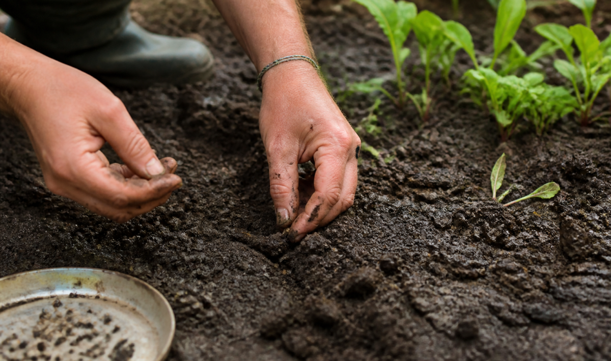 Mains plantant graines dans terre humide en aout
