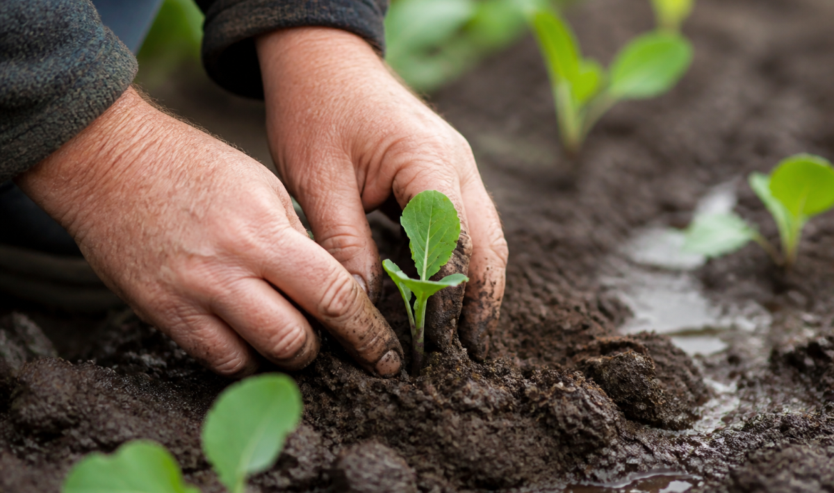 Mains plantant jeunes semis dans terre humide avant printemps