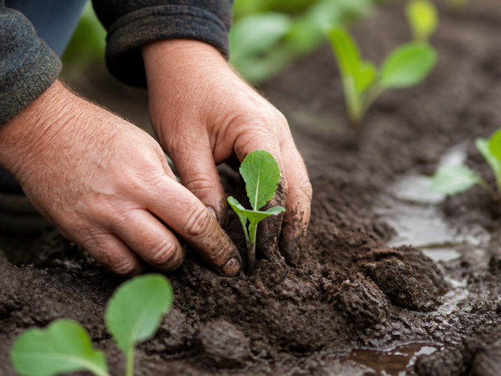 Mains plantant jeunes semis dans terre humide avant printemps