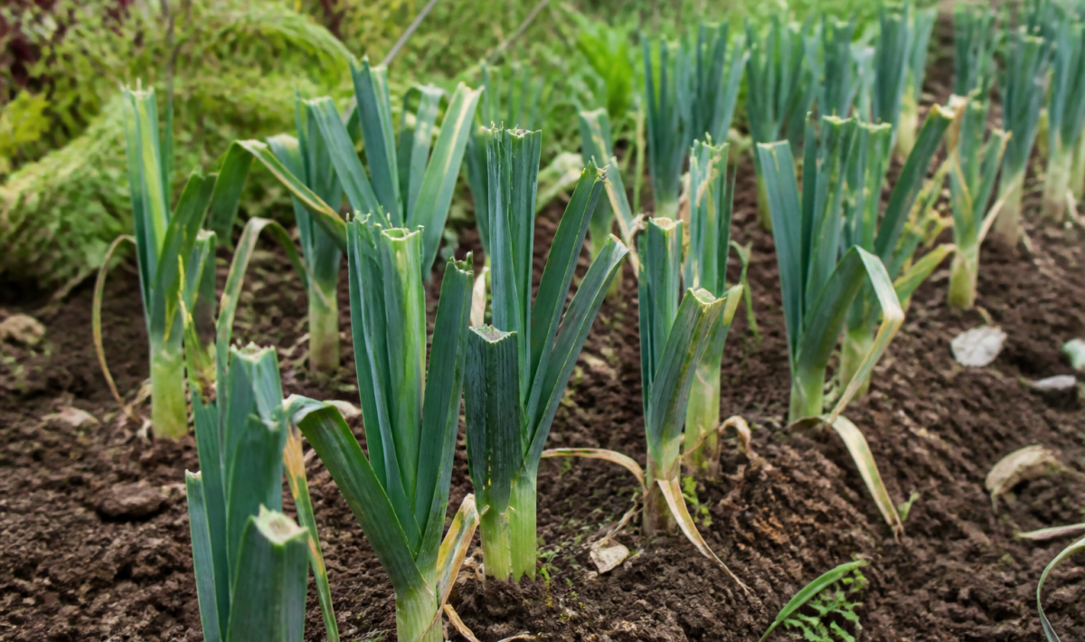 Poireaux verts coupés à mi-hauteur dans jardin potager