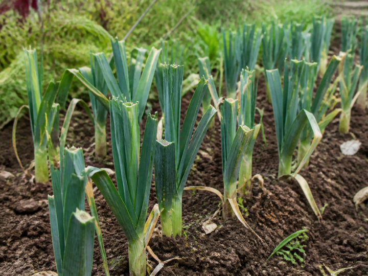 Poireaux verts coupés à mi-hauteur dans jardin potager
