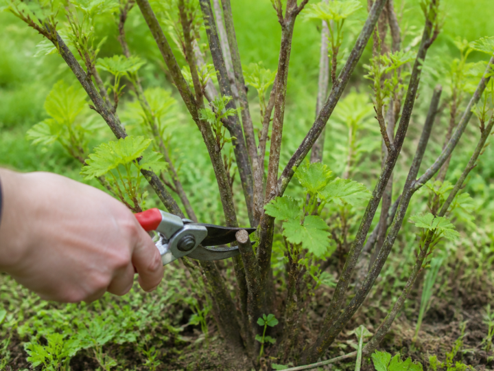 Secateur coupant branches epaisses cassissier en croissance