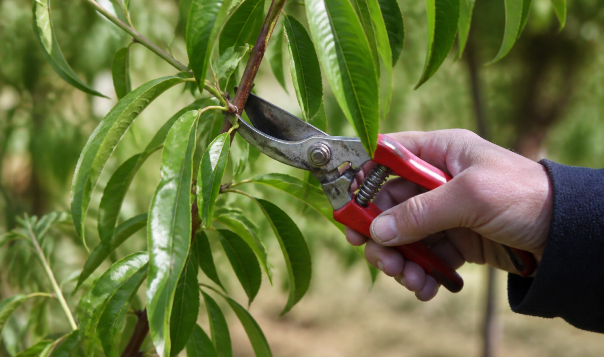 Secateur coupe branche pêcher feuilles vertes alignées