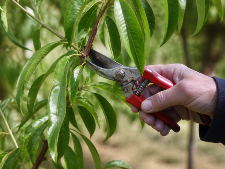 Secateur coupe branche pêcher feuilles vertes alignées