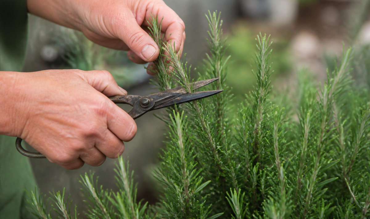 Mains tenant cisailles coupant branches vertes romarin