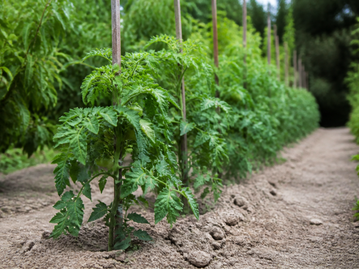 Plants tomates alignees espacees rangees terre jardin